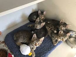 You can see reviews of companies by clicking on them. Gifford Cat Shelter On Twitter Meet Our Sixthemusicalus Kittens Aragon Boleyn Cleves Parr And Seymour Howard These Living Legends Will Be Available To Adopt At Our No Kill Boston Shelter In A Few