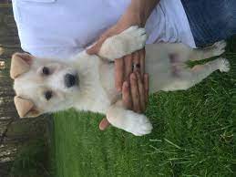 German Shepherd Mix Puppies For Sale In Hillsboro Ohio Classified Americanlisted Com