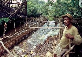 Image result for Clappertonia polyandra