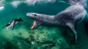 Some sharks are known for eating sea lions and seals, but not all. The Photographer Who Swims With Sharks And Polar Bears Israel21c