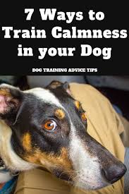 Pet Dog Training Might Be Actually Frightening For Very First Time Family Pet Owners There Are Several Tips An In 2020 Dog Training Advice Dog Training Dog Psychology