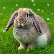 American Fuzzy Lop Rabbit Stock Illustrations – 44 American Fuzzy Lop  Rabbit Stock Illustrations, Vectors & Clipart - Dreamstime