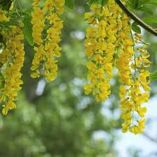 Santa catalina monastery and arequipa cathedral are notable landmarks, and travelers looking to shop may want to. Semillas De Lluvia De Oro Laburnum Anagyroides Laburno Arbol