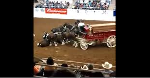 Clydesdale Horses Take A Tumble During The Show But What Follows Is Nothing Short Of Amazing Clydesdale Horses Clydesdale Clydesdale Horses Budweiser