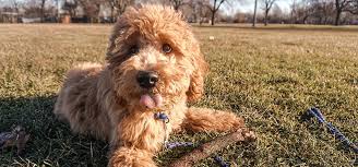 These puppies are a very smart, intelligent, loving family dog. When Do Labradoodle Puppies Lose Their Puppy Coat Do They Shed