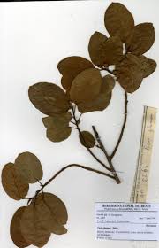 Image result for Indigofera fulvopilosa