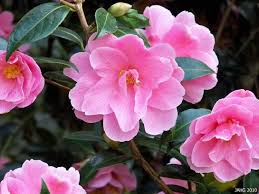 Posts From March 2010 On Name That Plant Plants Camellia Flowering Shrubs