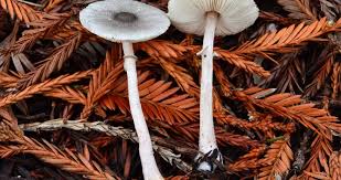 Image result for Lepidagathis pallescens