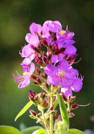 Image result for Dissotis princeps