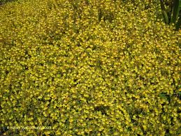 Image result for Hermannia eenii