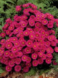 Image result for Asters `Jenny