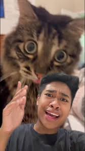 Angelo Cat Lol Qlike