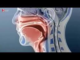 Trailer Quot Die Stimme Quot Dvd Einblicke In Die Physiologischen Vorgange Beim Singen Und Sprechen Youtube Die Stimme Stimme Youtube