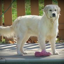 Want to find english cream golden retriever puppies for sale? Puppyfind English Golden Retrievers Puppies For Sale