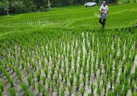 Ajukan pertanyaan tentang tugas sekolahmu. Artikel Pmupukan Tpat Pada Tanaman Padi