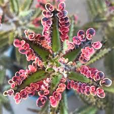 Pin On Cactus And Succulent Garden