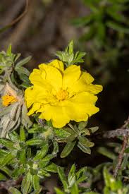 Image result for Burttia