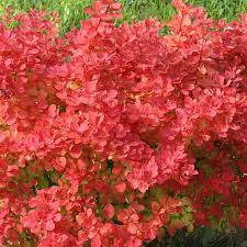Image result for Berberis thunbergii