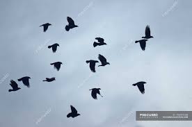 Check spelling or type a new query. Flock Of Jackdaw Birds Flying In Sky Oldersum Lower Saxony Germany Beauty Free Stock Photo 193451058