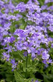 Campanula Lactiflora Prichard S Variety Campanula Garden Plants Plants