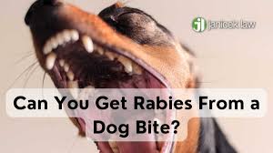 Image result for Rabies