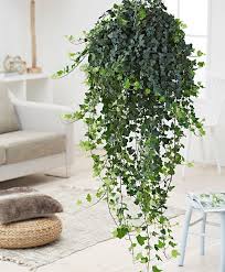 The Best Indoor Plants For Hanging Baskets Ohlade In 2020 Plants For Hanging Baskets Best Indoor Hanging Plants Ivy Plants