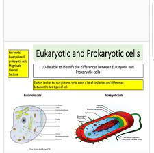 Maybe you would like to learn more about one of these? Eukaryotic And Prokaryotic Cells Posts Facebook