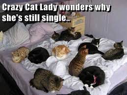 Pin On It Would Make A Cat Laugh