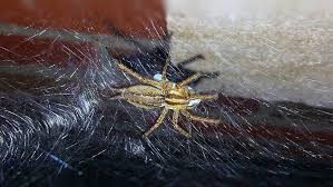 When it comes to spider bites, there's literally one person ever for whom it's been a great experience (what up, spiderman?).and he's fictional. Hobo Spider Bite Treatment Spider Bite Treatment
