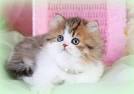 TICA Registered Munchkin Kittens for Sale - Munchkin ...