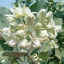 Image result for Calotropis gigantea
