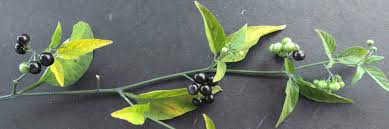 Image result for Solanum americanum