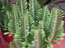 How to take care red euphorbia trigona (red monasa) : Euphorbia Trigona African Milk Tree World Of Succulents