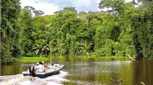 Cómo visitar el Parque Nacional de Tortuguero en Costa Rica