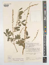 Image result for Tephrosia elata