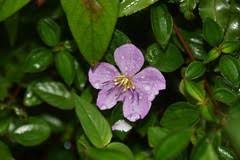 Image result for Heterotis decumbens