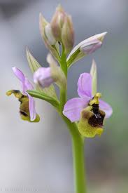 Image result for Ficalhoa