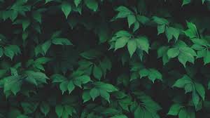 Hd wallpapers and background images Green Aesthetic Background Airwallpaper Com