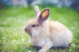 Pueden Los Conejos Comer Manzanas Cuanto Viven Los Animales Los conejos enanos necesitan comer una dieta bien equilibrada de heno, pellets acelgas, brócoli, alfalfa, perejil, espinacas, zanahoria, diente de león, apio, remolacha, tomate, guisantes si te sirvió el artículo qué pueden comer los conejos enanos no dudes en compartirlo con tus amigos… cuanto viven que comen donde viven los animales