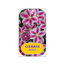 Купить сорт, фото и описание. Clematis Angela Zoang Pbr Pp Clangela Floraxchange