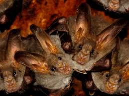 How to prevent bats from roosting. How To Get Rid Of Bats How I Get Rid Of