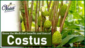 Image result for Costus