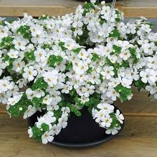 Image result for Bacopa
