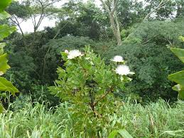 Image result for Protea madiensis