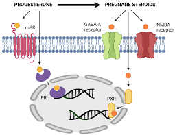 Image result for Pregnane Progestin