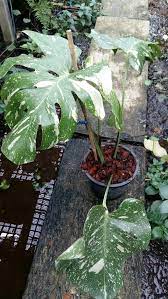 แม่ค้าสาวเมืองพิษณุโลกโพสต์ขายต้นไม้มอนสเตอร่า พันธุ์มิ้นต์ มีลูกค้าสนใจขอซื้อราคา 1.4 ล้าน à¸‚à¸²à¸¢à¸¡à¸­à¸™à¸ªà¹€à¸•à¸­à¸£ à¸£ à¸² à¸£à¸²à¸„à¸²à¸– à¸ à¹à¸«à¸¥ à¸‡à¸£à¸§à¸¡à¸¡à¸­à¸™à¸ªà¹€à¸•à¸­à¸£ à¸£ à¸² à¸¡ à¸«à¸¥à¸²à¸¢à¸£ à¸²à¸™à¹ƒà¸« à¹€à¸¥ à¸­à¸à¸‹ à¸­