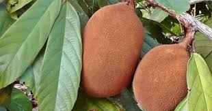 Cupuacu Theobroma Grandiflorum Is A Cacao Relative Found In The Amazon Basin The White Pulp Of Its Fruit Is Uniq Fruit Best Food Ever Handmade Felt Ornament