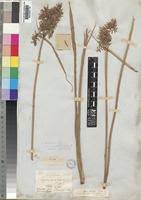 Image result for Cyperus latifolius