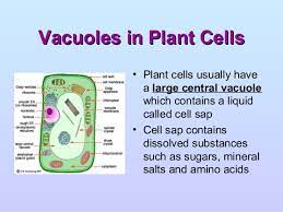 Maybe you would like to learn more about one of these? Cellstructureandorganisationlssbiology 110420051647 Phpapp02