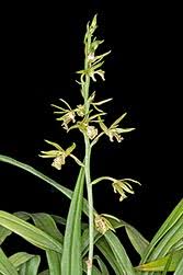 Image result for Eulophia angolensis